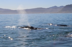 WHALES IN hERMANUS