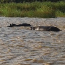 HIPPOS IN ST LUCIA