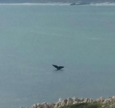 whale in gansbaai
