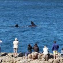FROM SHORE WHALE WATCHING